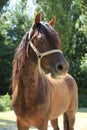Close-up portrait of a young morgan breed stallion portrait in the paddock on a clear sunny day Royalty Free Stock Photo