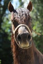 Close-up portrait of a young morgan breed stallion portrait in the paddock on a clear sunny day Royalty Free Stock Photo