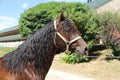 Close-up portrait of a young morgan breed stallion portrait in the paddock on a clear sunny day Royalty Free Stock Photo