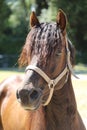 Close-up portrait of a young morgan breed stallion portrait in the paddock on a clear sunny day Royalty Free Stock Photo