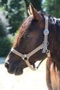 Close-up portrait of a young morgan breed stallion portrait in the paddock on a clear sunny day Royalty Free Stock Photo