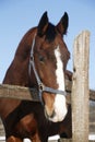 Headshot of a beautiful thoroughbred horse in winter pinfold