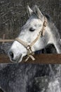 Headshot of a beautiful white horse Royalty Free Stock Photo