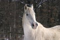 Headshot of a beautiful white horse Royalty Free Stock Photo