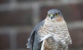 A headshot of a beautiful, wild, Sparrowhawk, Accipiter nisus, perched on a garden fence looking around for its next meal.