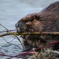 Headshot of Beaver chewing on a branch Royalty Free Stock Photo