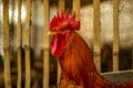 The headshot of a big golden color rooster in a big animals firm