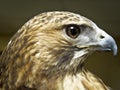 Headshot of a Bird of Prey Royalty Free Stock Photo