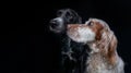 Headshot of a black Irish Setter and an English Setter.