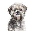 Headshot of a black and white groomed Lhasa Apso, isolated Royalty Free Stock Photo