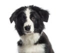 Headshot of a Border Collie puppy (4 months old) Royalty Free Stock Photo