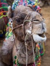 Headshot of a Camel in the Indian Desert Royalty Free Stock Photo