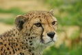 Headshot of Cheetah (Acinonyx jubatus)