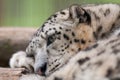 Headshot of chilling snow leopard Panthera uncia