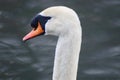 A headshot close up an adult mute swan Royalty Free Stock Photo