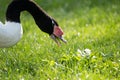 headshot close up of a black neck swan searching for food on a green grass meadow Royalty Free Stock Photo