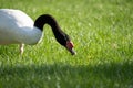 headshot close up of a black neck swan searching for food on a green grass meadow Royalty Free Stock Photo