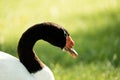 headshot close up of a black neck swan searching for food on a green grass meadow Royalty Free Stock Photo