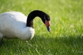 headshot close up of a black neck swan searching for food on a green grass meadow Royalty Free Stock Photo