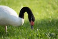 headshot close up of a black neck swan searching for food on a green grass meadow Royalty Free Stock Photo