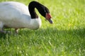 headshot close up of a black neck swan searching for food on a green grass meadow Royalty Free Stock Photo