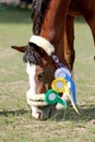 Headshot closeup of an award winner sport horse on green natural Royalty Free Stock Photo