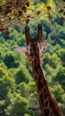 Headshot of a cute giraffe, a backshot in the foliage background