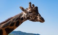 Headshot of a cute giraffe, blue sky in the background