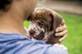 Headshot Cute puppy, light brown, white, being carried with love. Neapolitan Mastiff and Bandog mix puppies