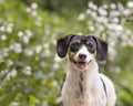 Headshot of doxie outside in garden with white flowers in background