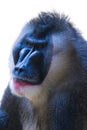 Headshot of a drill ape monkey Royalty Free Stock Photo