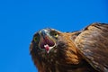 Headshot of an eagl from underneath Royalty Free Stock Photo