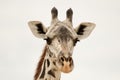 Watchful giraffe in profile