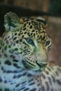 Headshot of face leopard, focus selective