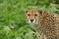 Headshot of female Cheetah (Acinonyx jubatus)