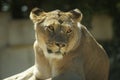 Headshot of Female Lion (Panthera leo)