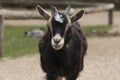 Headshot of four horned goat Royalty Free Stock Photo