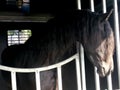 Headshot of Friesian horse in horse trailer with sun over his fa Royalty Free Stock Photo