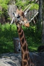 Headshot of a funny giraffe resting in the zoo