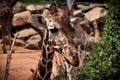 Headshot of Giraffe at Cheyenne Mountain Zoo.