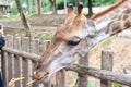 Headshot giraffe in zoo