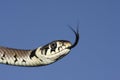 Headshot of a Grass snake Natrix natrix hunting for food with its tongue poking out tasting the air for its prey. Royalty Free Stock Photo