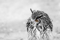 Headshot of a great horned owl Royalty Free Stock Photo