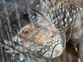 Headshot of green iguana with visible right eye