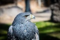 Headshot of a grey eagle Royalty Free Stock Photo