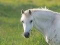 Grey Pony Headshot Royalty Free Stock Photo