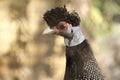 A Guineafowl bird. Royalty Free Stock Photo