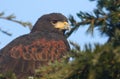 A headshot of a Harris Hawk Parabuteo unicinctus perched in a pine tree.