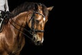 Headshot of horse Royalty Free Stock Photo