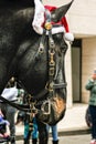 Horse Wearing Santa Hat in Christmas Parade on St. Charles Avenue in New Orleans, LA, USA Royalty Free Stock Photo